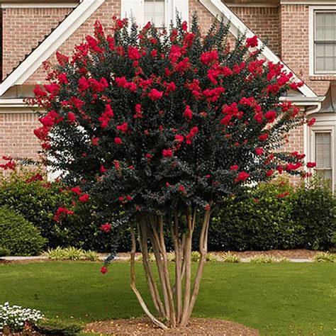 Apr 07, 2020 · sweetgrass, botanically known known as hierochloe odorata or anthoxanthum, is a tall, flowering grass that grows near wetlands and rivers across the united states and canada. 3-Gallon Red Flowering Shrub in Pot at Lowes.com