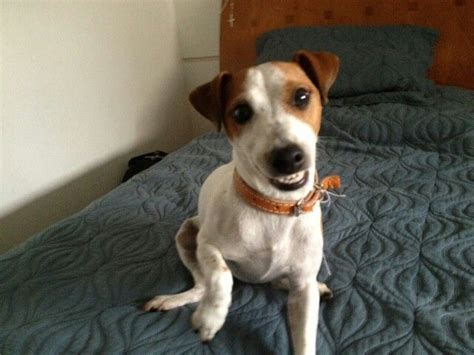 Science Confirms For Jack Russells Their Humans Are Their Parents
