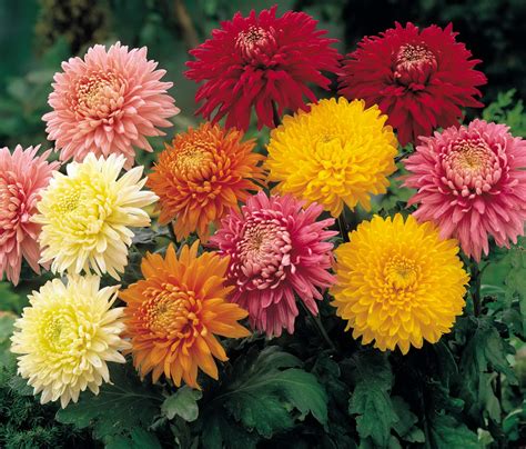 Picture Flower Chrysanthemums