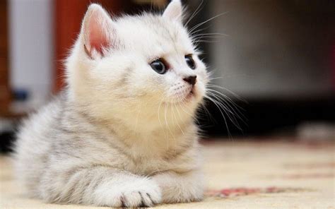 Kitten Fluffy Face Kid Playful White Cat Hd Wallpaper Cute Fluffy