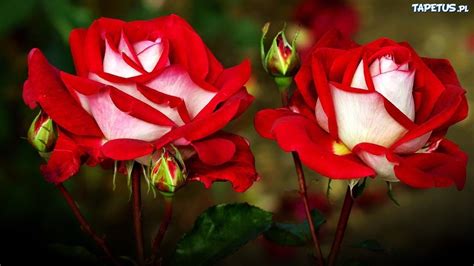 Piękne Róże
