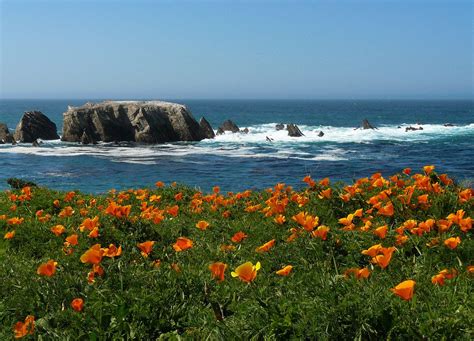 Poppies By The Sea California Poppy California Native Plants