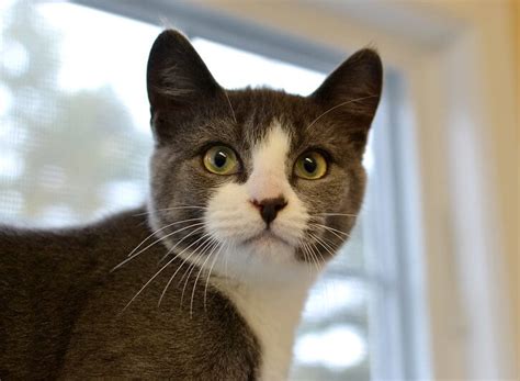 250 Perfect Grey and White Cat Names for Your New Kitten ...