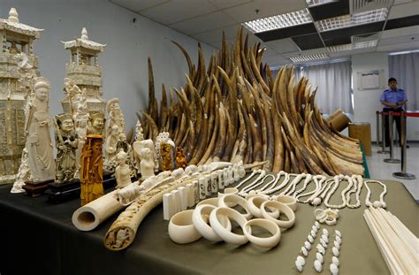 Chinese Officials Accused Of Smuggling Ivory During State Visit To