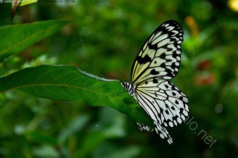Kuva Perhonen perhonen lehti kaunis ulkoilma vihreä valkoinen musta