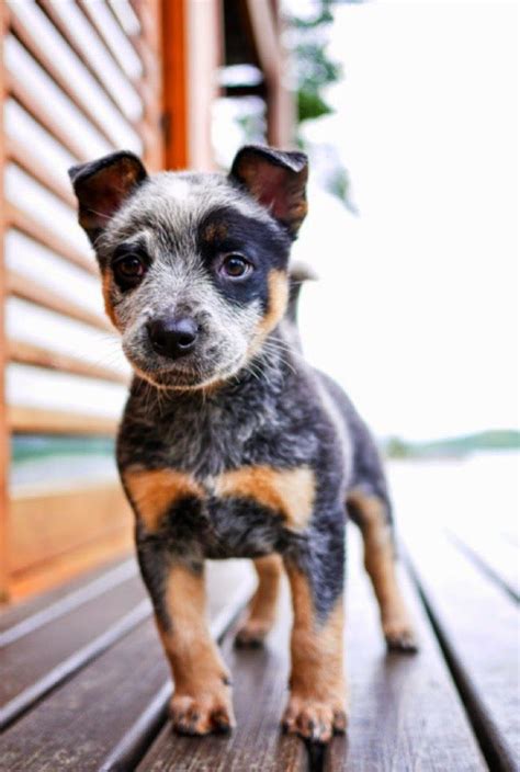 Adorable Little Australian Cattle Dog Puppy Cute Animals Baby Dogs
