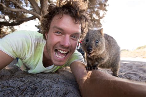 Quokkas are small wallabies (think: The 'Quokka Selfie'-Just Look At That Grin | Travels And ...