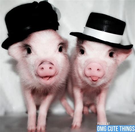 Dressed Up Pigs Pigs Pinterest Too Cute Costumes And Little Pigs