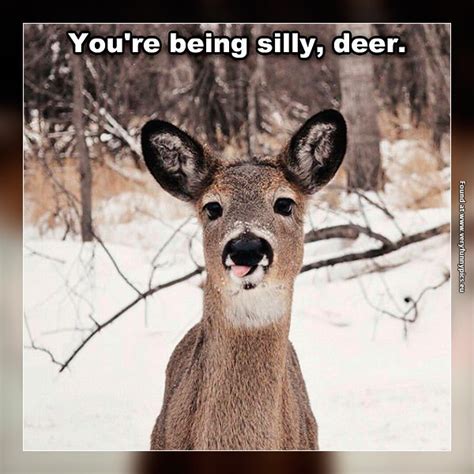 I Hold This Deer Very Dear Very Funny Pics