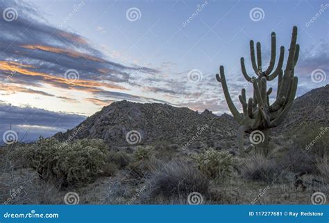Arizona Saguaro Cactus At Sunrise Near Scottsdale Az Stock Image