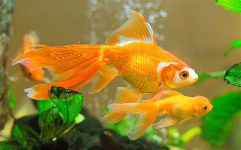 Aquarium Fish Goldfish Wallpaper Resolution1920x1200 Id948074
