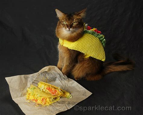 Taco Cat Tuesday With Tacos Summers Fabulous Cat Life