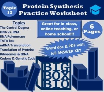 Template strand is the dna strand off which the mrna is synthesized. DNA Transcription and Translation Practice Worksheet with ...