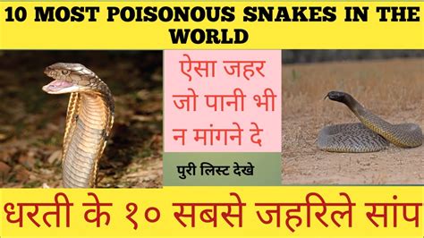 10 Most Poisonous Snakes In The World दुनिया के 10 सबसे जहरीले सांप
