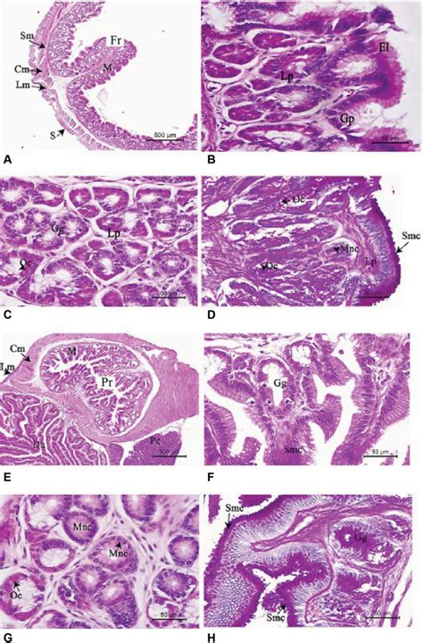 Fundic A D And Pyloric E H Regions Of Stomach A Overall