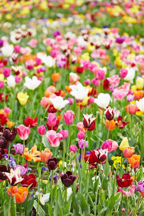 Colorful Flowers And Tulips In A Field Stock Photo Image Of Field