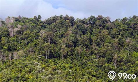 4 Daerah Penghasil Hutan Di Indonesia Yang Kaya Sumber Daya