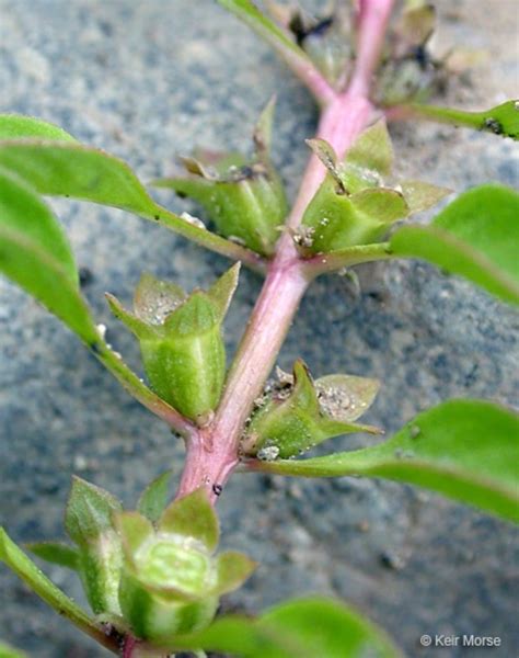 Ludwigia Palustris Common Water Primrose Go Botany