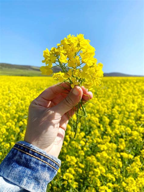 The Wild Mustard Fields In Half Moon Bay Everything You Need To Know