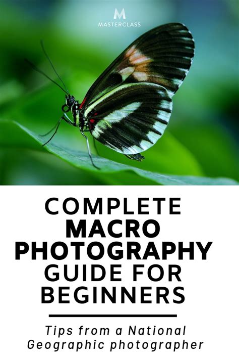 Complete Macro Photography Guide For Beginners Best Macro