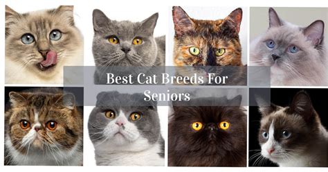 Best Cat Breeds For Seniorsretirees Cat World
