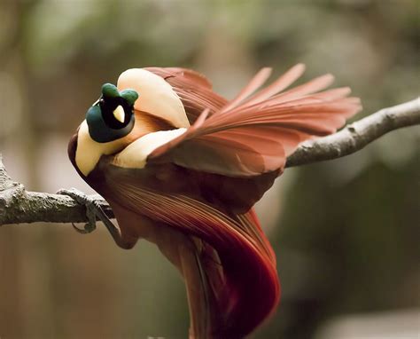 Red Bird Of Paradise Birds Pinterest Paradise Bird And Feathers