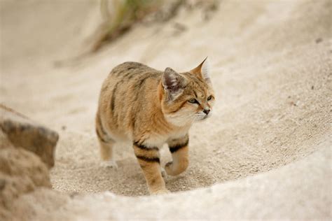 Elusive Arabian Sand Cat Spotted After 10 Years