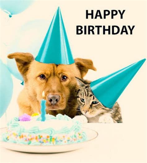 101 Happy Birthday Dog Memes Happy Birthday Happy Birthday