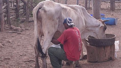 Las Vacas Dan Leche YouTube