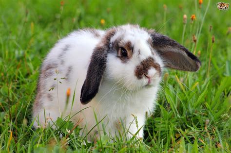 40 Interesting Rabbit Facts Pets4homes