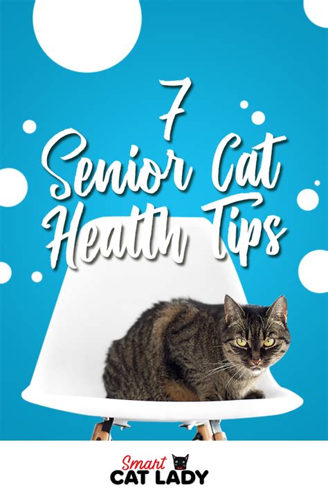 7 Senior Cat Health Tips Cat Health Cats Cat Ages