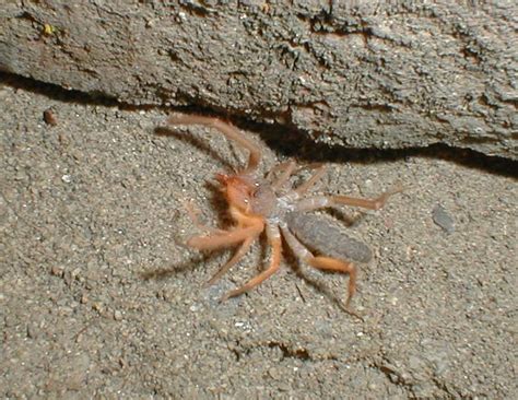 Also known as sun spiders or camel spiders, the order solifugae includes over 1,000 individual species of arthropod spread over 153 genera. About: Solifugae