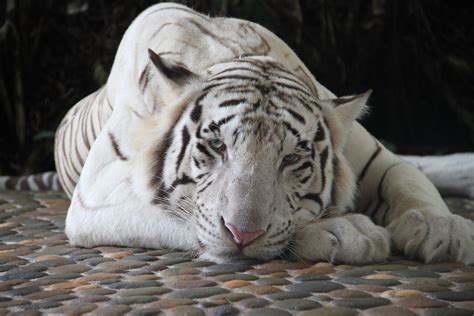 Fotos Gratis Naturaleza Fauna Silvestre Zoo Gato Tailandia A