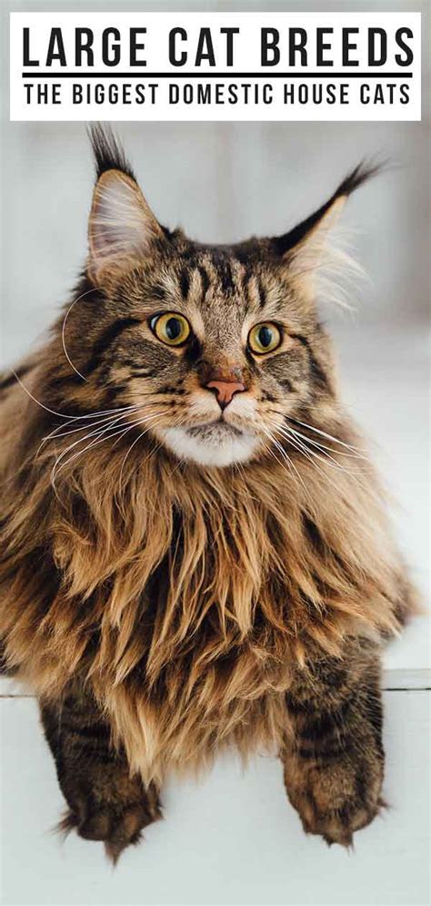 Adding to the mix, male cats are almost always (on average) bigger than their female counterparts. Large Cat Breeds - The Biggest Domestic House Cats