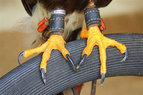 Feet And Talons Of A Harris S Hawk Stock Photo Image Of Hawk England