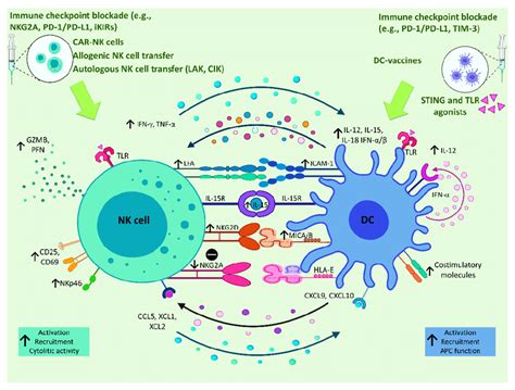 Implications Of Nk Dc Crosstalk In Liver Cancer Immunotherapy Several