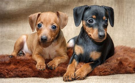 Pinscher Dogs Lets Discover The Pinschers Breeds Dogalize