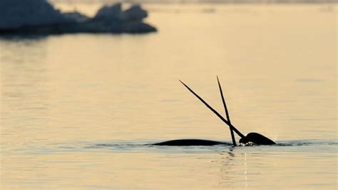 Bbc Earth The Tusks Of Narwhals Are Actually Teeth That Are Inside Out