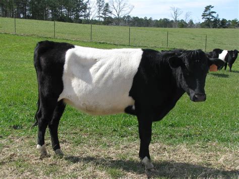 A Black And White Cow Standing On Top Of A Grass Covered Field