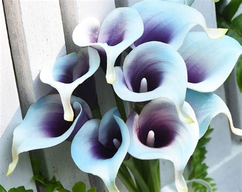 Fiveseasonstuff Stems Real Touch Dark Purple Calla Lilies Etsy
