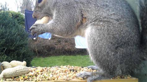 Squirrels And Birds Stuffing Time Lapse Youtube
