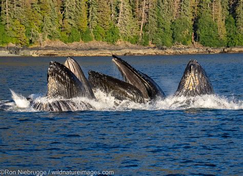 Humpback Whales Tongass National Forest Alaska Photos By Ron Niebrugge