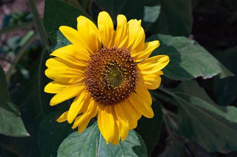Vibrant Yellow Sunflower Is Flourishing In A Lush Garden Stock Image