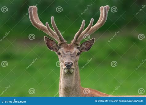 Red Deer Portrait With Fuzzy Velvet Antler Stock Image Image Of Roar Hunting 64832449
