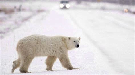 Polar Bears On The Prowl In Cut Off Labrador Community Cbc News
