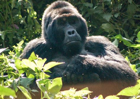 Fascinating Facts About Gorillas You Might Not Know Flipboard