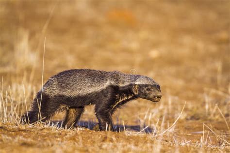 Honey Badger In Kruger National Park South Africa Stock Image Image