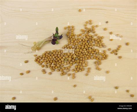 Mustard Seed Germination Hi Res Stock Photography And Images Alamy