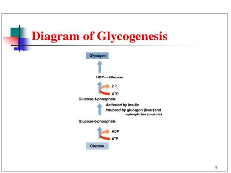 Ppt Chapter Metabolic Pathways For Carbohydrates Powerpoint