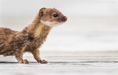 Long Tailed Weasel Animals Biodiversity Cute